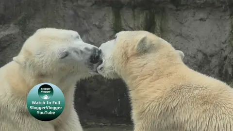 Snogging polar bears #snogging #snogginfun #kissinganimals #kissing #kiss #tonguesout #frenchkiss #polarbears #funnyanimals