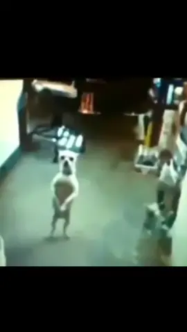 danseden kopek#kopek #intei #top5dog #dansedenkopek 