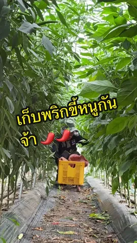 พักเรื่องดราม่า ไปเก็บพริกกันจ้ามื้อนี้ 🌶 #มนต์รักบั้งข้าวหลาม