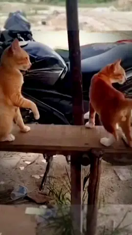 Funny cat 🤣#CapCut  #cat #catsoftiktok #fyp #Funny #catlover #cute #laugh #pet #animals #cats #fypシ