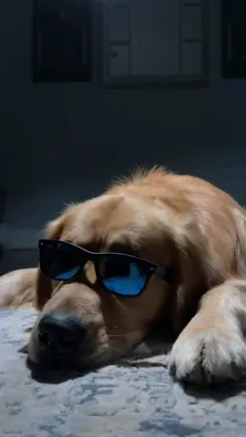 Taking serious applications ONLY. #fyp #foryoupage #dogsoftiktok