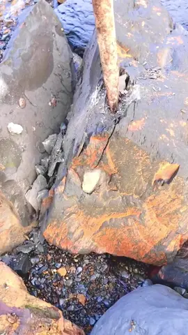 Here’s a Jurassic stone we found on the rocky shore, it was trapped inside a huge slab and it split open well! 😍🦕 Although most of the rocks I post contain fossils, the reality is that the majority of these rocks are totally empty! 🏝🌊 For full fossil hunt episodes head to “Yorkshire.Fossils” on YouTube! 🐊 There’s a link in my bio 🦕 If anyone would like a Genuine Yorkshire ammonite and support the page, message the page directly or visit our website yorkshirefossils.NET (link in bio) #fyp #natural #nature #fossil #fossils #ancient #animals #art #ammonite #ammonites #dinosaur #scientist  #minerals #paleontology #whitby #geologist #dorset #geology #charmouth #jurassic #yorkshire