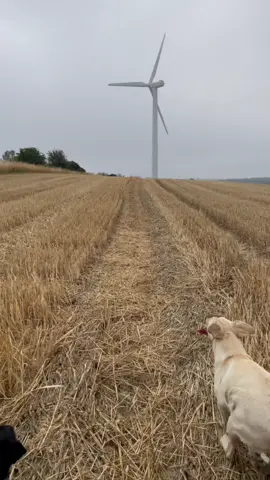 Sundays stop whistle   #labradorretriever #retrievers #chapelfarmdogfood #chocalatelab #foxredlab #yellowlab #blacklab #training #teampureflax #gundogtrainer  #sportingsaint #slingleygundogs #pickingupteam #fielddoglife # #gundog #instavideo