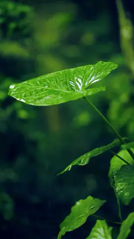 The leaves were cleaned by the rain,the water droplets rolling on it,full of melody #rain #healing #soundhealingtherapy #nature #relaxsoundofsleep #calm#waterdrops