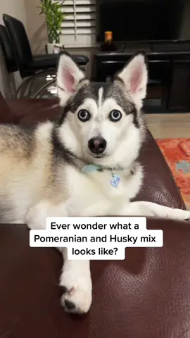 #thisiswhatitlooklike #pomeranian #husky #pomsky