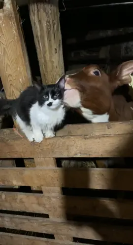 I haven’t cuddled a cow in 3 weeks and I miss smelling like hay and manure. Judge me I don’t care