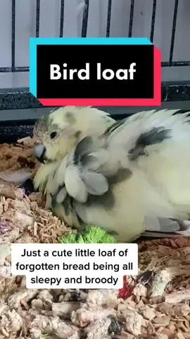 The only mouldy loaf i love #bird #birb #birdtiktok #birdsoftiktok #petbird #PetsOfTikTok #mybirds #floof #sleepy #loaf #cuteloaf #birdowner #parakeet #fyp #kakariki #parrot #viral #cute #parrotsoftiktok #kakarikiparrot #mypet #cutepet #sleepybird #petsoftiktok #birdtiktok