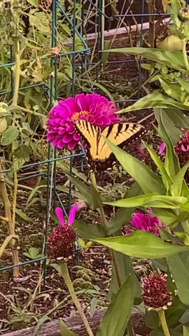 Swallowtail butterflies are all over my garden recently. And I love it. #butterfly #butterflies #butterfelis🦋 #verygoodgardening #gardentoplate #growyourownfood #pollination #pollinators #gardentok #gardening #grow #beautiful #relaxtok #relax #gardening #backyardgarden #mygarden #gardenwithme #homestead 