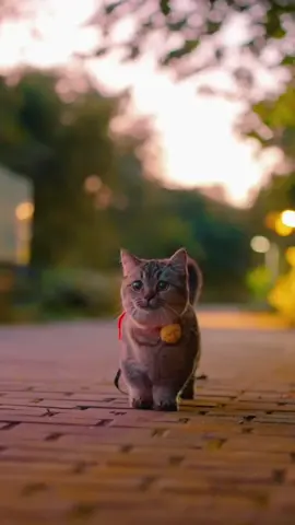 #pet#cat#foryou#fpy