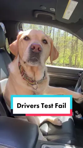 Definitely not the answer I was expecting! 😂 #driverstest  #funnydog #driversed #comedy #dogdad #funnyfail #funnyfails #labrador #dog IB @chandlerbinggolden