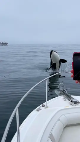 @oceanicexpeditions The past couple of days has been lots of fun watching several Killer Whales. As we were waiting for this friendly pod (the 51’s) to surface, the baby surprised us and leaped right towards us while we were sitting still engines off. One of our passengers captured the first breach as it was a bit zoomed in for my lens as you can see.  #seemonterey #whalewatching #dolphins #boat #whale #orca #killerwhale #blue #breach #jump #fly #low #news #media #lunges #wildlife #montereycalifornia #coast #cali #bostonwhaler #viralvideo #wildlife