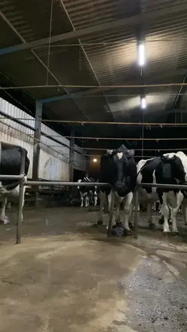 Ordenha da noite com vista para 🌕🌕#leite#gadoleiteiro🙏🏻🐄 #vidanocampo#agro