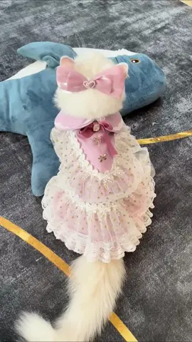 She is  a princess 😁#cat #catdress #pet #cutecat #cutepet