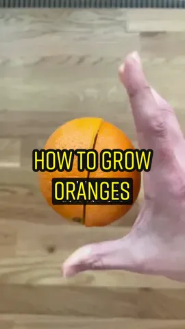1 seed can produce hundreds! 🍊🌱 #howto #planttiktok #gardening #recycle