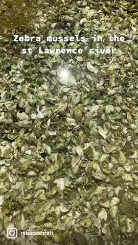 #invasivespecies #stlawrence #stlawrenceriver #thousandislands #1000islands #zebramussels #ecology 