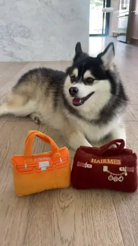 My Barkin🐾