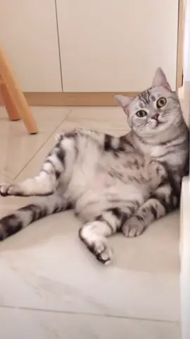 😊#cat#catsoftiktok #cats #catslovers #猫#猫可愛い #猫のいる暮らし