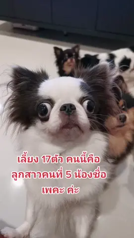 อย่าบูลลี่น้องน๊า อาจจะหน้าตาประหลาด แต่แม่รักมากบอกเลย#เลี้ยงหมา17ตัว#ชิวาวา#อาหารหมา#PPfamily