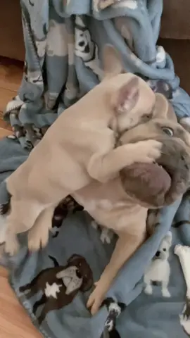 Who do you think won the fight? Lol 😂 My bets are on Benny. #happy #Love #cute #cutebaby #cutepuppy #cutepuppies #viral #viralvideos #funny #fun #dog #dogparents #dogsoftiktok #puppiesoftiktok #puppy #puppies #puppytiktok #frenchbulldog #frenchbull #healthadepopit #dogs #doglover #happydog #happydoggie #happydoggo #cutedog #cuteness #dogvideos #dogvideosoftiktok #dogoftiktok #videooftheday #dogoftheday #fyp #fy #puppytiktok #fypシ #fypシ゚viral #fyppppppppppppppppppppppp #fypdongggggggg #foryoupage #foryoupageofficiall #foryoupage❤️❤️ #duet #duetos #duettiktok #duetwithme #duetwith #savagechallenge #savage #comedy #tiktoktrend #tiktoktrending #TikTokTrends #tiktoktrendsetter #foryou #foryoupage #foryoupageofficiall #foryourpage #foryourpagechallenge #foryourpages #foryourpageofficial #dogmom #doglife #cuteness #cuteanimals #cuteanimalsoftiktok #repost #featureme #new #newtrend #newtrending #newtrendchallenge #DIY #goal #goals #like #likess #likeit #likeitlikethat #likeandfollow #follow #followformorevideo #following #followers😘thanku #dogmomlife #dogmomoftiktok #mom #MomsofTikTok #momlife #moment #moments #dogbrothers #dogbro #dogbrother #dogbrothersplayingtogether #dogsiblings #dogsibling #dogsiblingproblems 