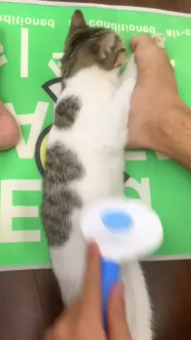 #foryou #cute #funny #catsoftiktok #PetsOfTikTok #petcats #fyp 