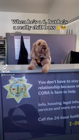 Tuesdays…#smcsheriff #fyp #policedogsoftiktok