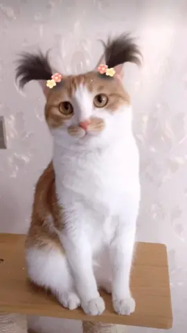 🥰 #cat#catsoftiktok #cats #catslovers #猫#猫可愛い #猫のいる暮らし