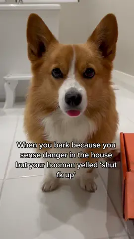 Hooman are so ungrateful #corgi #barking #dogsoftiktok #funny