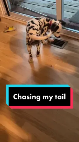 Better luck next time bud. #dalmatian #dalmata #dalmatiansoftiktok 