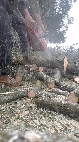 troceado de leña de encina sana jonsered 2172#trabajosforestales #foretrywork #motosierra #chainsaw #forest #leña #monte #firewood #campo #jonsered