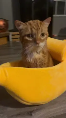 I woke Meg’s up from his nap and he isn’t sure what’s going on yet 😭Thank you Jennifer A for his banana bed! It is so cute and he loves it! #33333 #nourisheveryyou #ReTokforNature #handicappet #specialneedscat #disabledcat #disabledcats #specialneedscats #handicapcats #handicapcat #WeStickTogether #catsoftiktok #cats #handicappedcat #wheelchair #findyourgrace #PostitAffirmations #MickeyFriendsStayTrue #LaurelRoad4Nurses #specialneeds