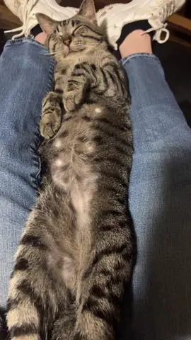 #fyp #spoiledcat 