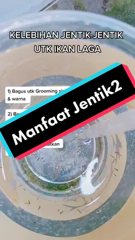 Kelebihan jentik2 utk ikan Betta 😁 #ajbettamache #ikanlaga #bettamalaysia🇲🇾 #sharing
