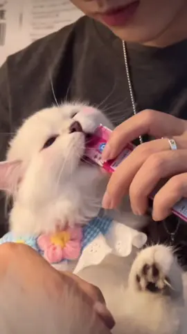 😇 #cat#catsoftiktok #cats #catslovers #猫#猫可愛い #猫のいる暮らし