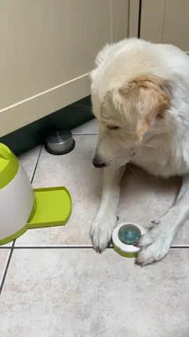 POV: the dispenser is empty 😔 #goldenshepherd #goldenretriever #swissshepherd #DogTraining #fooddispenser #dogenrichment #newtoy #dogtoy #dogtrainer #doghack #happydog #trixie #fyp #foryoupage 