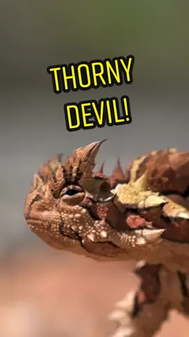 We found a Thorny Devil! 😳🦎😈 #thornydevil #lizard #reptile #cuteanimals #animals #wildlife #Uluru #straya #fyp