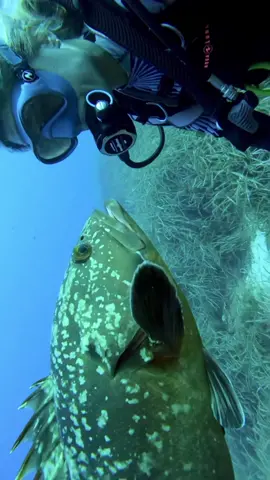 Made a special friend #underwater #grouper #fish #fishlove #lovestory #funnydance #fyp #animalsoftiktok #oceanlife #natureconnection #conciousness
