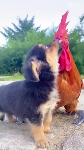 #dog
