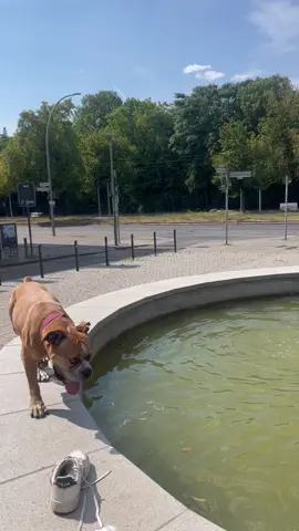 Summer in the city 🥵 #dogsoftiktok #dog #doggo #dogmom #doglife #Summer #citygirl #citylife #berlin #berlincity #cooldown #fountain #refreshing 
