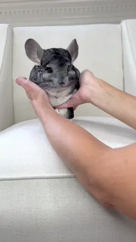 #waitforit #beautifulview #chinchilla
