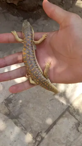 أحلى سحلية ممكن تربيها 🦎🔥