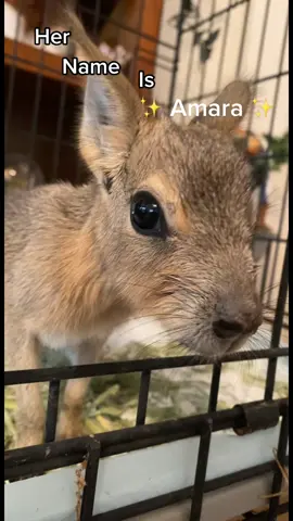 Stay tuned for updates and a full vid on Amara 🥰 she’s the newest baby to join the farm! Thanks to my wonderful friends @trilogymediainc for bringing baby Amara into my life 🥹💖 #patagonianmara #cavy #patagoniancavy #exoticpets 