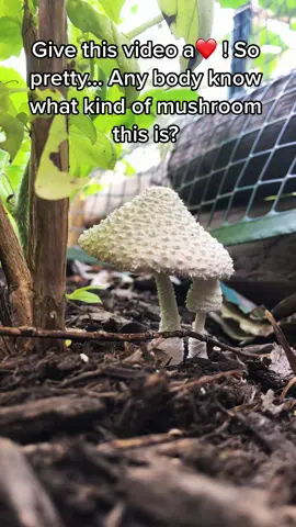 Leave your answer In The comments #hvadventures #ReTokforNature #mushrooms #garden #tiktokph 