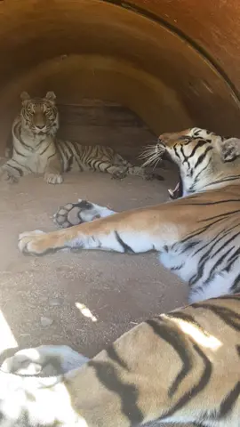 Whats better then one tiger in a den? #tiger #ReTokforNature #wildlife #outofafrica