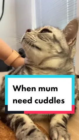 No cat was harmed in this video, he actually quiet like it and wonder why I only did it once  #cats #catsoftiktok #ReTokforNature #nourisheveryyou #cattok #cutecat #cutecats #cutecatsoftiktok #catchallenge 