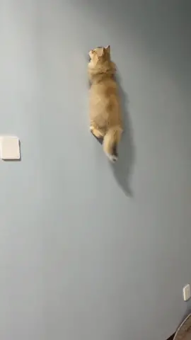 God it can walk on the wall 🤣#foryoupage #catsoftiktok #fyp #foryou #cats 