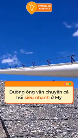Cá hồi được vận chuyển với tốc độ siêu nhanh #tiktoknews #vnnnfunfact #vnnn #fyp #foryoupage #khampha