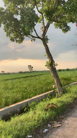 View Sawah sore hari gk ada obat cakep bgt 🤓🤓 #fyoupage 