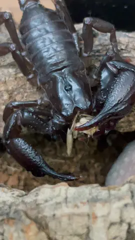 My Asian Forest Scorpion (Heterometrus silenus) eating a cricket 🦂🦗 #scorpion #asianforestscorpion #heterometrussilenus #heterometrus #scorpionfeeding #fyp #fypシ 