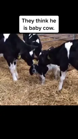 ✨Follow for more✨ I am famous biologist. ⚠️ #xyzbca #animals #fyp Footage: dmvone on YT