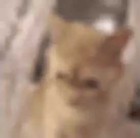 Waaaa#shitposting #memes #meme #cat #cats #gatos